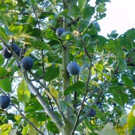 Check spelling or type a new query. Fruit Trees For Sale & Buy Fruit Trees Online | Trees Direct