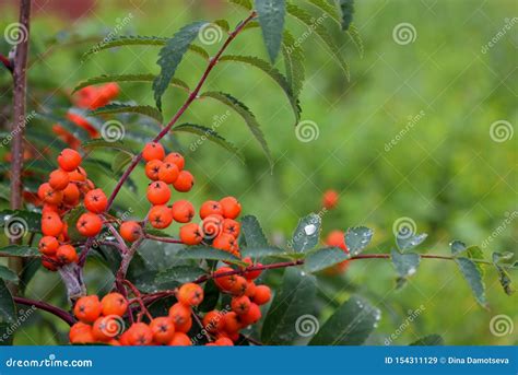 Rowan Rowan Tree Fruit In Summer Red Stock Image Image Of Aucuparia