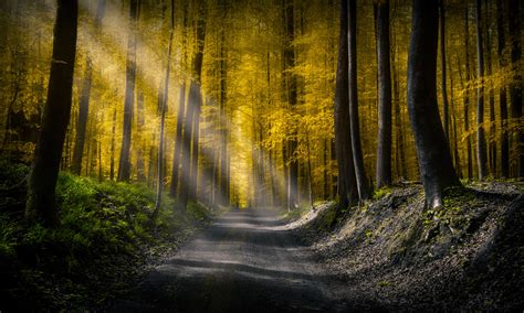 3840x2400 Forests Roads Rays Of Light Uhd 4k 3840x2400 Resolution