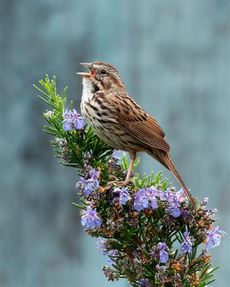 Birding With Barbara Buena Vista Audubon