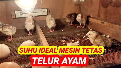 Suhu Ideal Mesin Tetas Telur Ayam Youtube