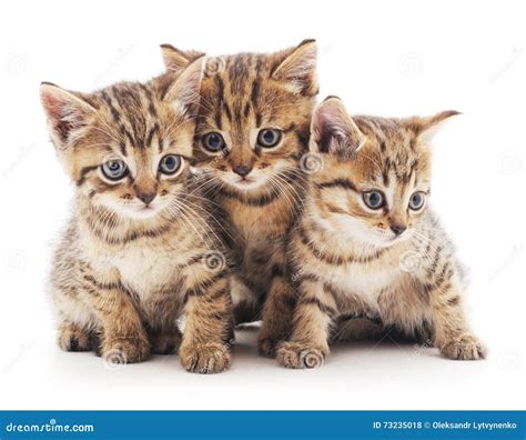 Three Kittens Stock Photo Image Of Domestic Small 73235018