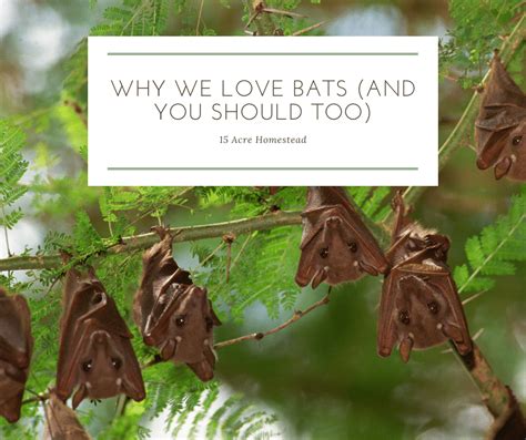 Why We Love Bats And You Should Too 15 Acre Homestead