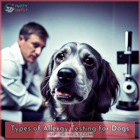 Dog Allergy Testing Types Allergens And Importance