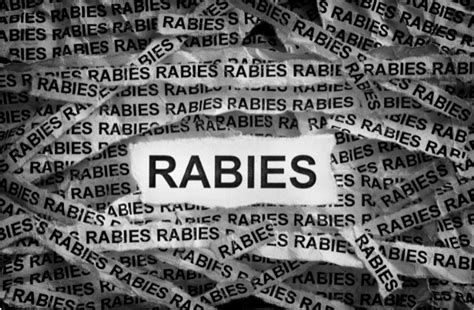 Rabies Symptoms Causes Vaccine And Treatment