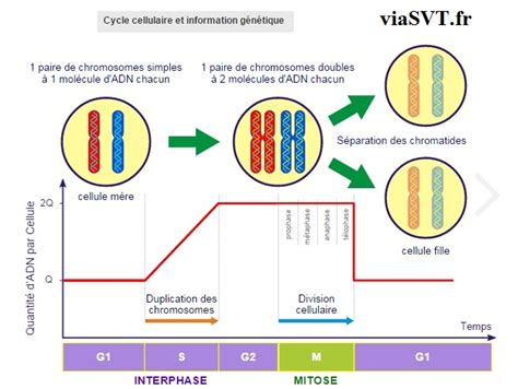 Cycle Cellulaire Et Information Génétique Svt 1ère S Vive Les Svt