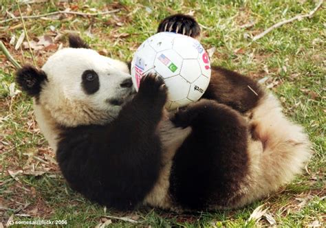 30 Photos Cute Animals Play Ball