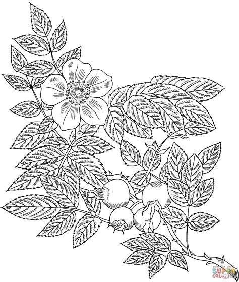 Drawing of vines with thorns. Coloring Pages Vines at GetColorings.com | Free printable colorings pages to print and color