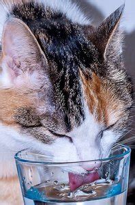 That is how much they cared about a. How Much Water Does A Cat Need? How To Get Her To Drink More?