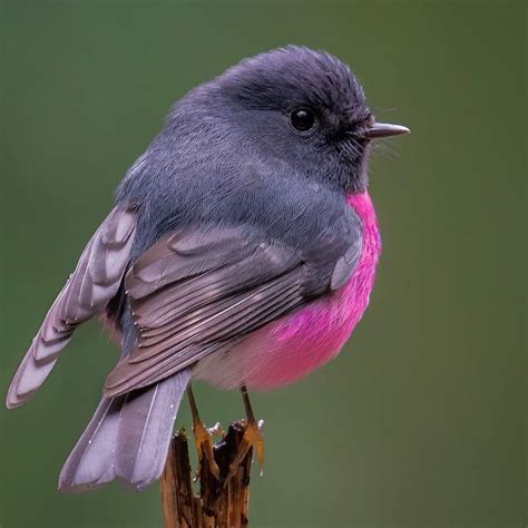 Pink Robin 💕 Pet Birds Pretty Birds Beautiful Birds
