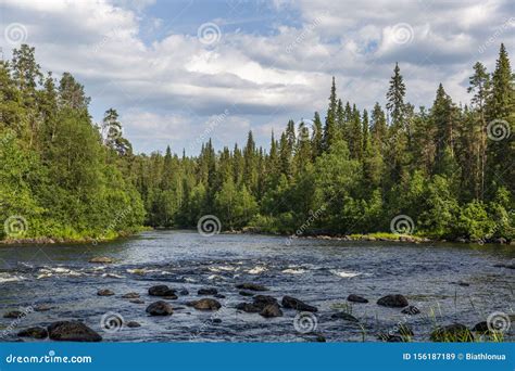 Pine Forest And River In Oulanka National Park In Northern Finland
