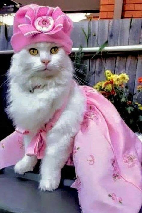 Funny Cats Dressed Up Pictures New Ideas Cat Dressed Up Cat Outfits Pets Beautiful Kittens