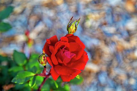 A Red Rose And Her Buds Photograph By Kay Brewer Fine Art America