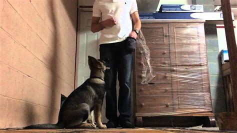 However, it is best to start potty training as soon as you bring your puppy home, usually, this is around 8 weeks of age. 12 week old (3 month) German Shepherd puppy Obedience ...