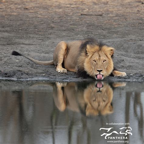 Raise A Glass To Cecil The Lion Africa Geographic