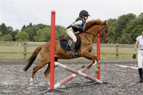 Schooling In Horse Riding And Shows