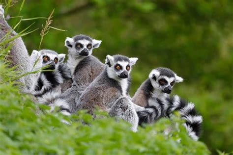 Journée Antananarivo Ambohimanga Et Lemurs Park Tour Privée Roots Travel