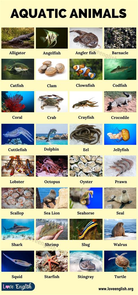 Water Animals Chart