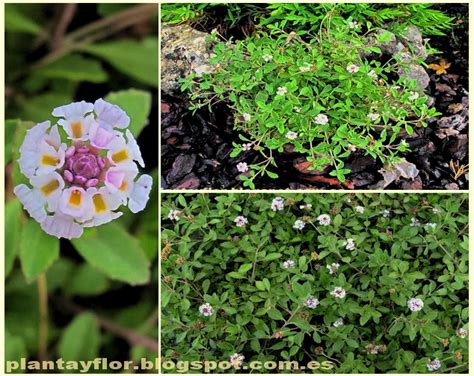 Plantas Y Flores Lippia Nodiflora