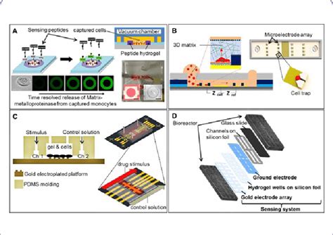 Sensing Strategies In Microfluidic 3d Cell Cultures A Detection Of