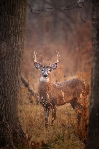 Free Download Go Back Pix For Whitetail Deer Buck Wallpaper 1600x1050