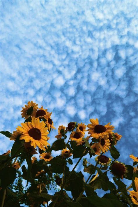Yellow Aesthetic Wallpaper Download Beautiful Aesthetic Sunflower