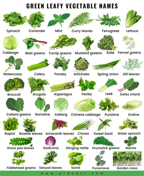 45 Green Leafy Vegetable Names With Pictures And Their Benefits