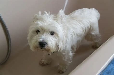 How To Bath And Brush A Westie Bark How