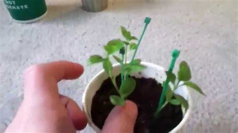 Apple Trees Grow From Seeds Youtube