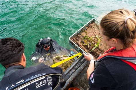 Summer Seagrass Planting For Englands Largest Seagrass Restoration