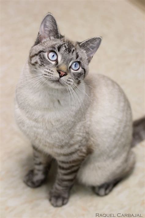 Such A Pretty Kitty Lynx Point Siamese Mix Pretty Cats Cats Kitty