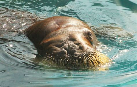 Aug 2016 Marine Mammals Pacific Walrus Zoochat