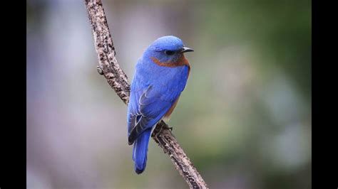 Birds Of Indiana How To Attract Colorful Bluebirds To Your Yard