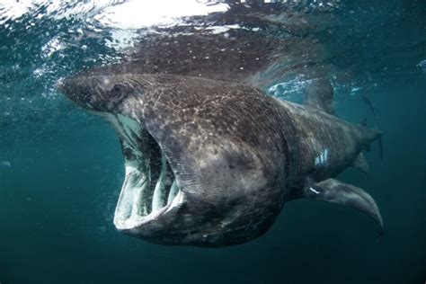 Basking Shark Facts And Beyond Biology Dictionary