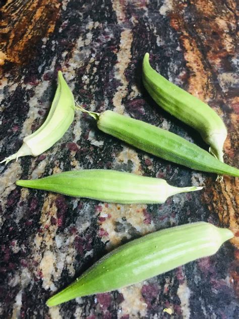 Growing Okra Plants ~ How To Grow Lots Of Okra Chickens Livestock