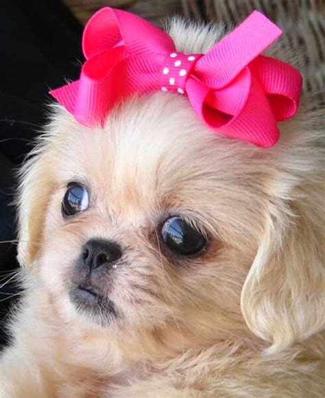 Cute Puppy And Dog Top 5 Small Breed Dogs