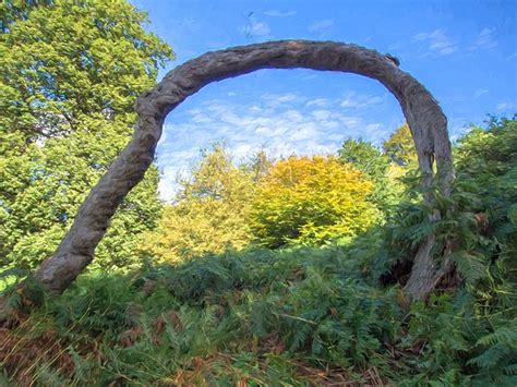 Arched Tree By Roy Pedersen Digital Painting Tree Arch