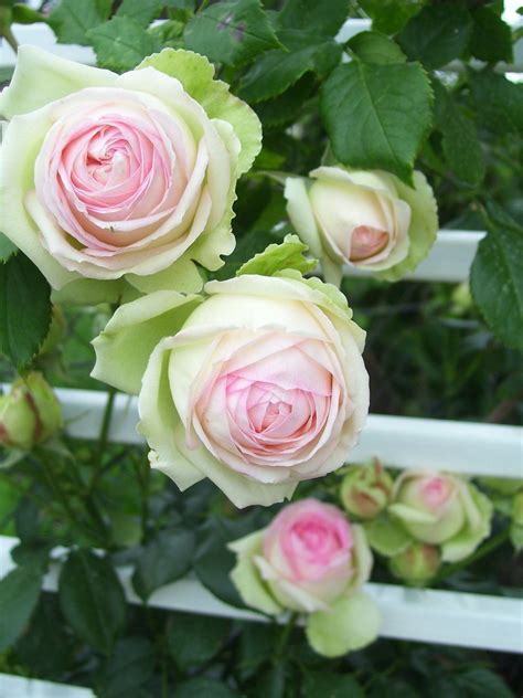Rose Eden Flickr Photo Sharing Dream Garden Rose Garden Flower