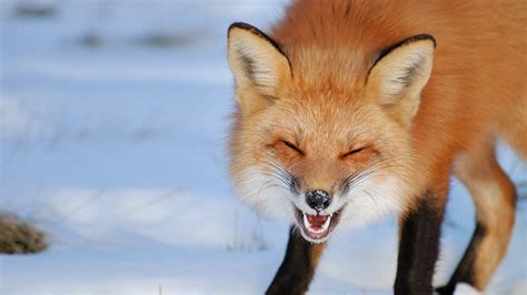 Smiling Fox Fox Red Fox Pet Fox