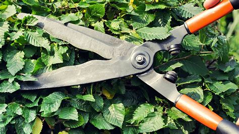 Argentine Woman Used Garden Scissors To Cut Mans Penis Off Reports