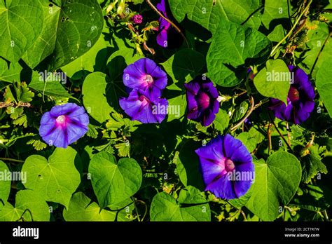 Morning Glory Flower In The Garden Stock Photo Alamy