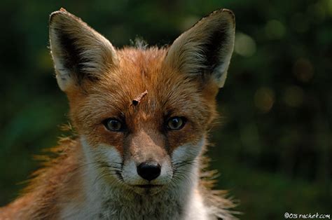 Renard Roux Vulpes Vulpes Claude Ruchet Photographie Animalière