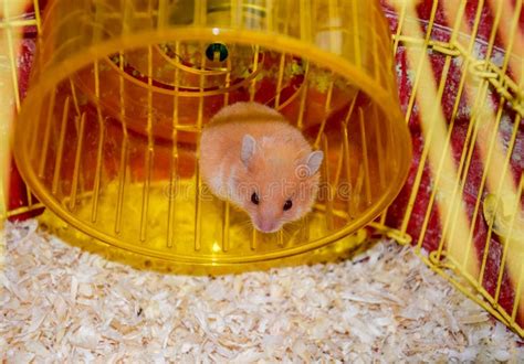 Hamster Home In Keeping In Captivity Hamster Running Wheel Red
