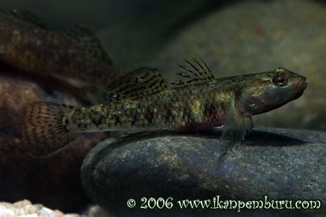 Freshwater Goby Id The Planted Tank Forum