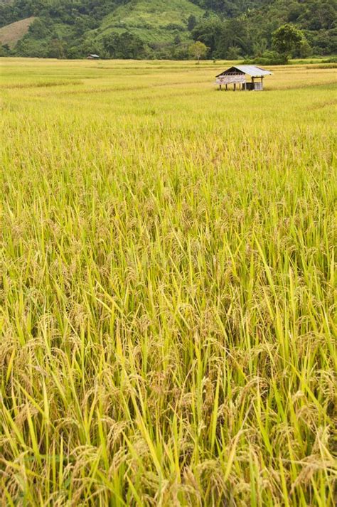 Golden Rice Field In Thailand Stock Photo Image Of Mountain