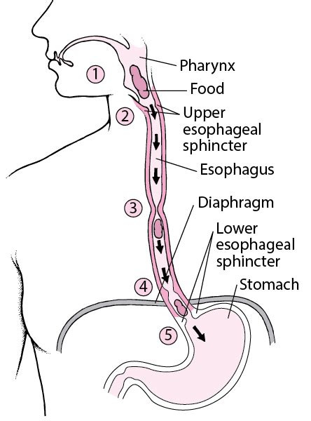 Throat And Esophagus Digestive Disorders
