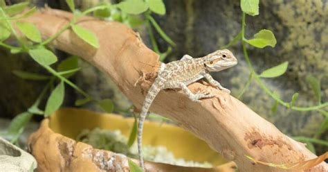 Bearded Dragon Tank Size Guide Prevent Health Problems