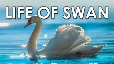 Life Of Swan Swan Facts Swan Animal Nature