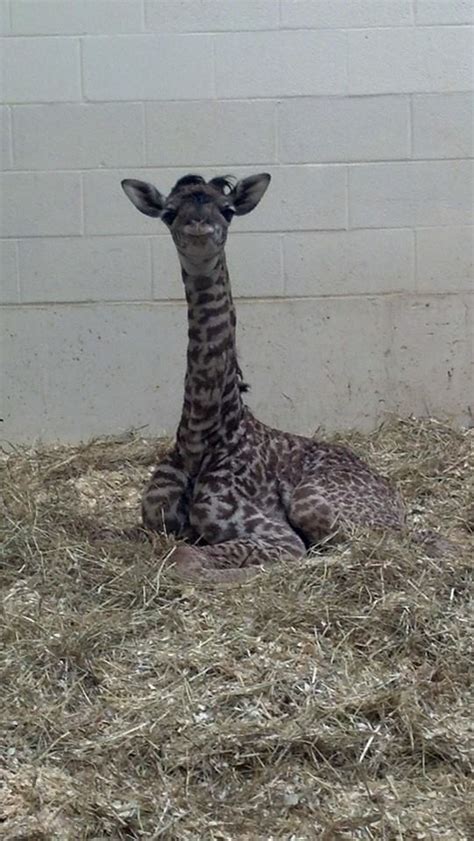 Baby Giraffe Born This Morning At The Cincinnati Zoo All