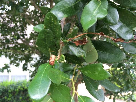 Live Oak Pests 195291 Ask Extension